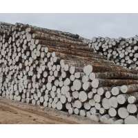 Birch logs